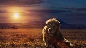 A lion is standing in the grass at sunset.