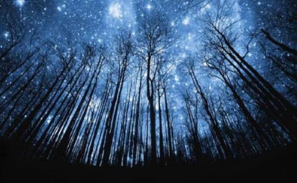 A forest with trees and stars in the sky.